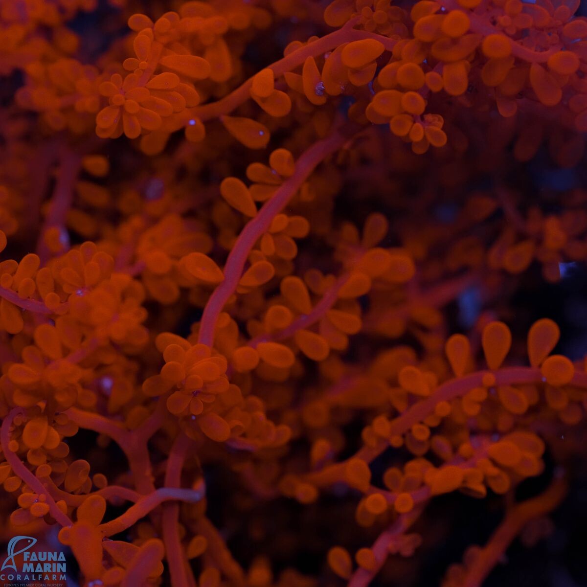 Botryocladia botryoides - rote Traubenalge