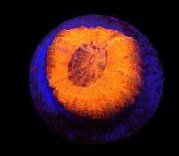 Homophyllia australis (Red) (frag)