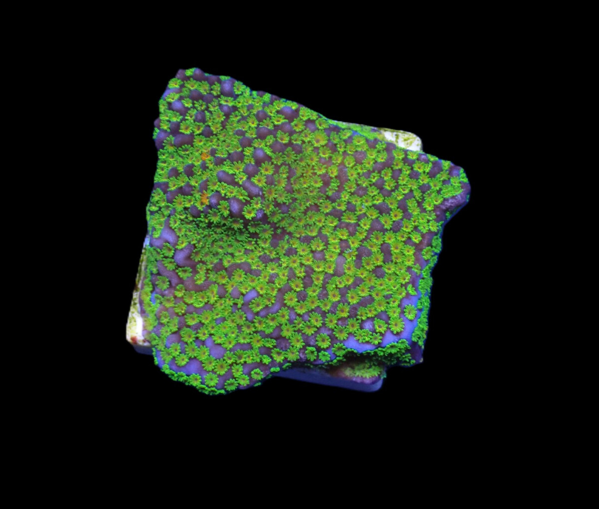 Montipora spp. Ultraman (frag)