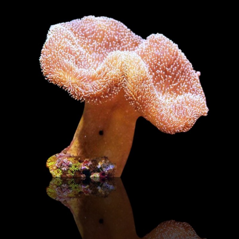 Sarcophyton spp. (cup) box