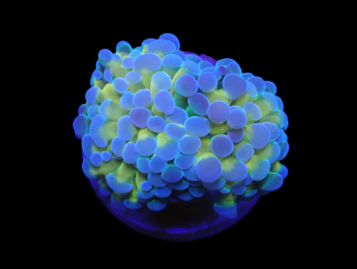 Euphyllia paradivisa (Purple-Gold Frammer)