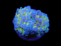 Euphyllia paradivisa (Purple-Gold Frammer)