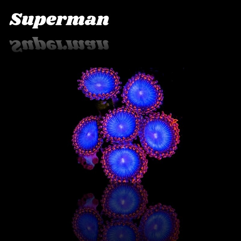 Zoanthus sp. (Spiderman) 3-4Polypen