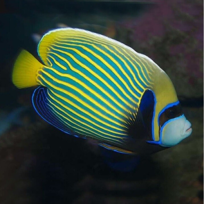 Pomacanthus imperator - Imperator Kaiser box