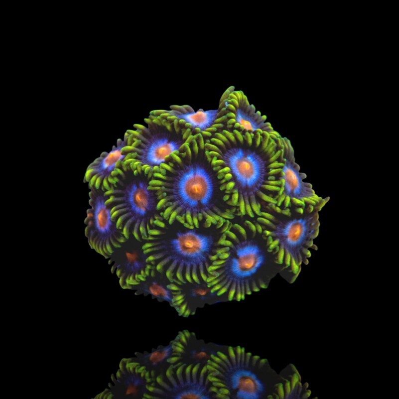 Zoanthus Blow Bob Frag S-size box