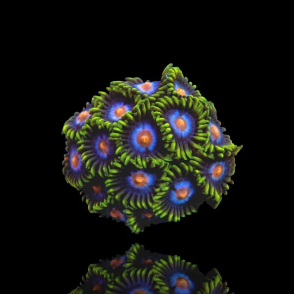 Zoanthus Blow Bob Frag S-size