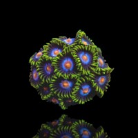 Zoanthus Blow Bob Frag S-size