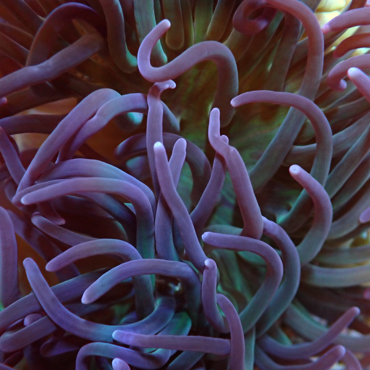 Macrodactyla doreensis (purple) - Korkenzieher Anemone Lila