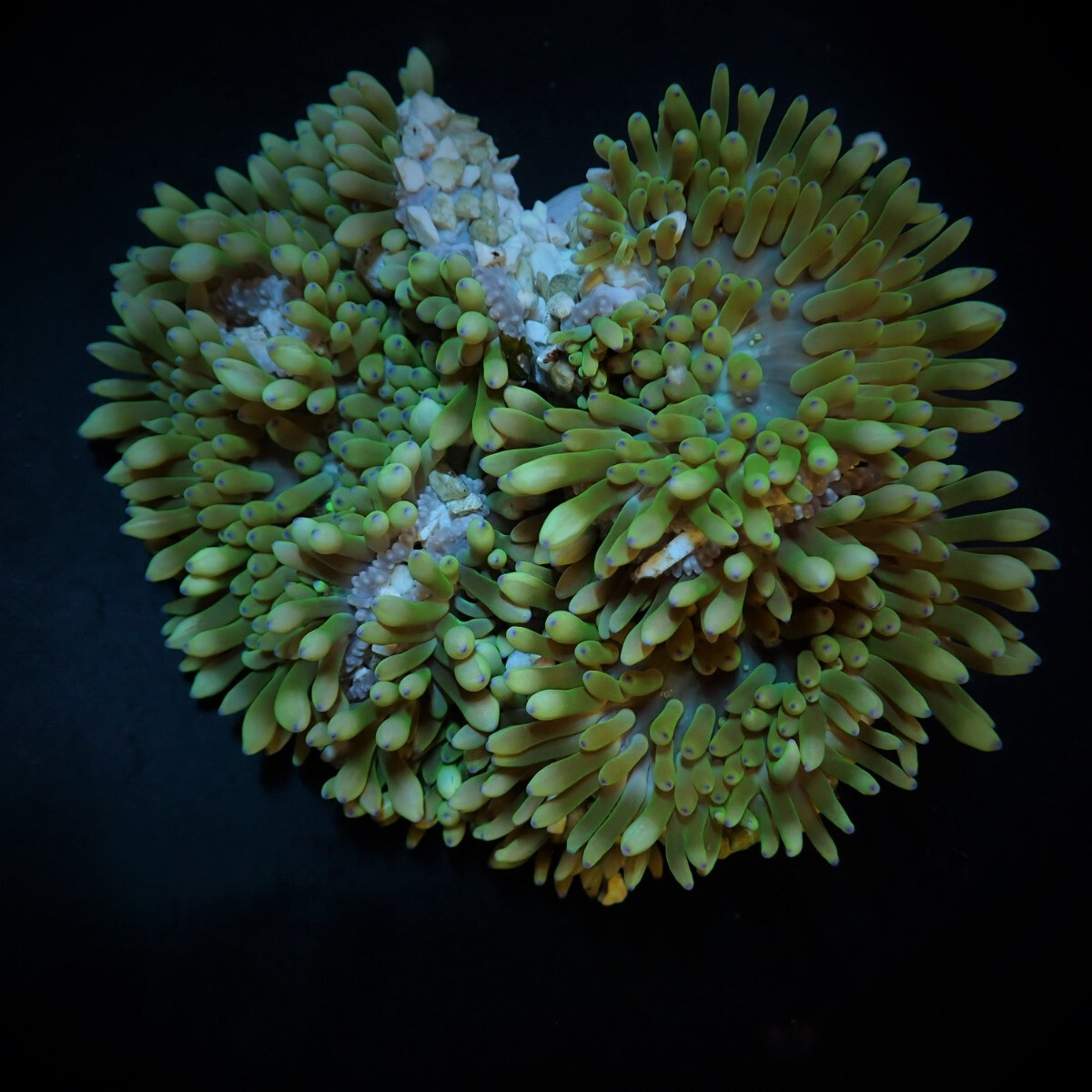 Heteractis crispa (creme)