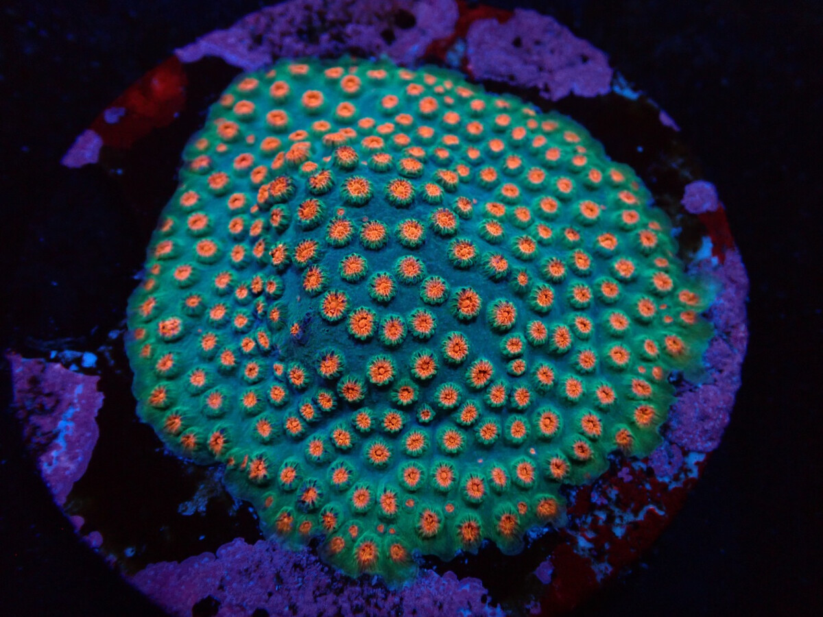 Cyphastrea sp. - Jingle Bells