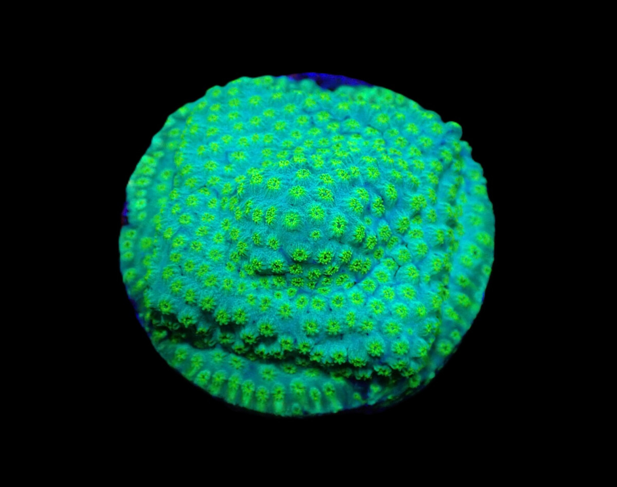 Cyphastrea sp. - Seafoam