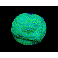 Cyphastrea sp. - Seafoam