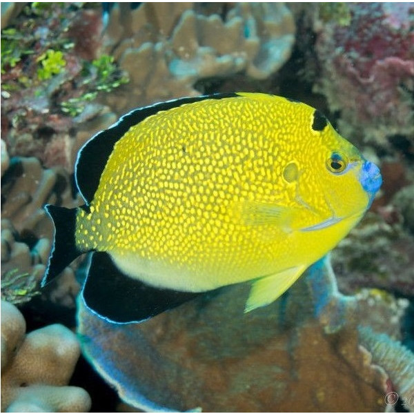 Apolemichthys Xanthopunctatus - Goldtupfen Kaiserfisch