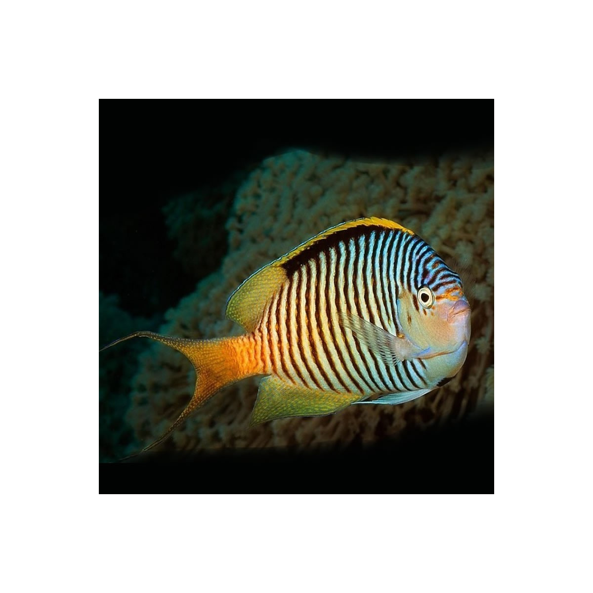 Genicanthus Caudovittatus - Zebra Angelfish Male