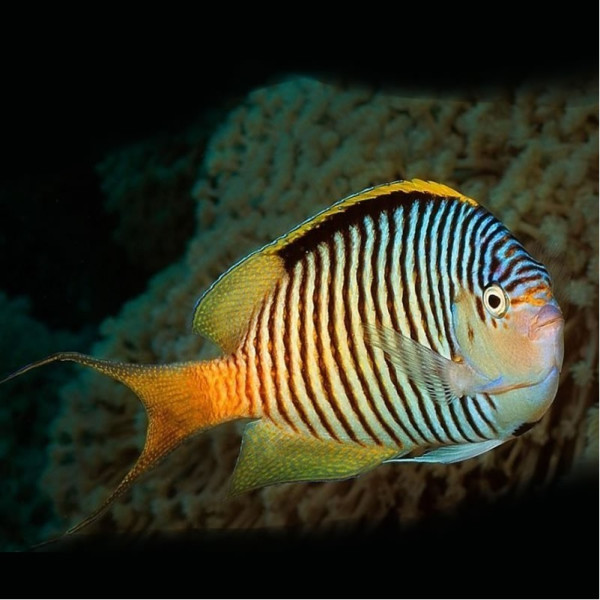 Genicanthus Caudovittatus - Zebra Angelfish Male