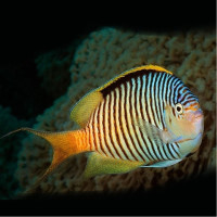 Genicanthus Caudovittatus - Zebra Angelfish Male