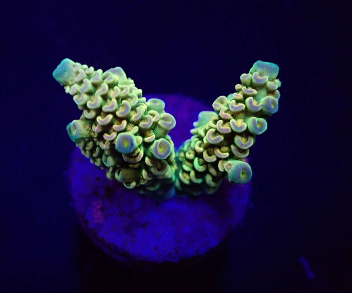 Acropora tenuis Rainbow ( frag ) box