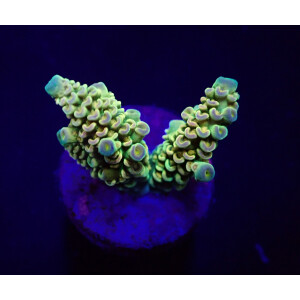 Acropora tenuis Rainbow ( frag )