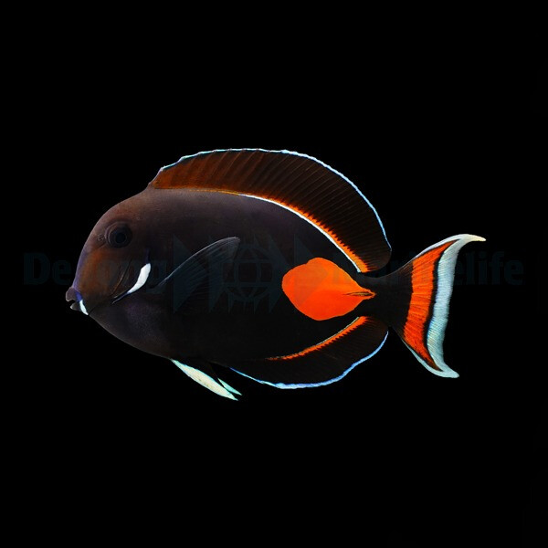 Acanthurus achilles - Achilles - Doktor