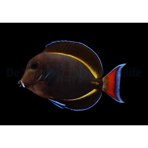 Acanthurus achilles X nigricans (Hybrid)