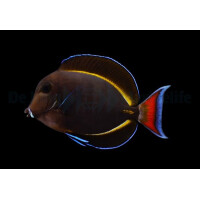 Acanthurus achilles X nigricans (Hybrid)