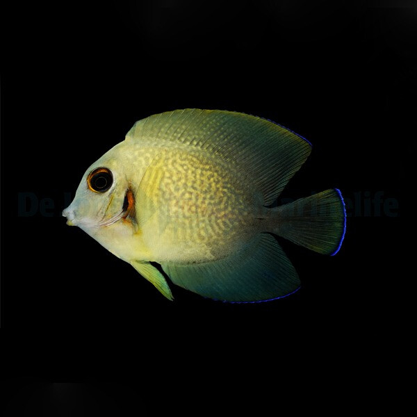 Acanthurus chronixis - Vroliki Mimikrydoktorfisch