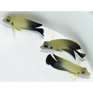 Acanthurus chronixis - Vroliki Mimikrydoktorfisch