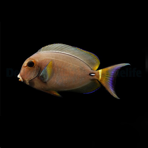 Acanthurus leucocheilus - Weisslippen-Doktorfisch
