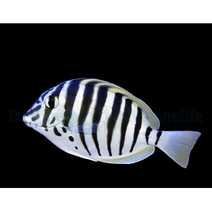 Acanthurus polyzona - Schwarzstreifen Doktorfisch
