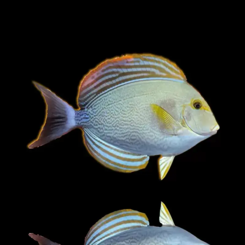 Acanthurus xanthopterus - Gelbmasken-Doktor