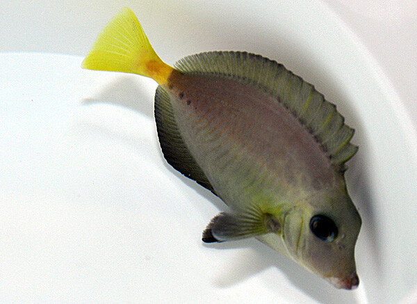 Prionurus chrysurus - Indonesian sawtail