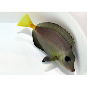 Prionurus chrysurus - Indonesian sawtail