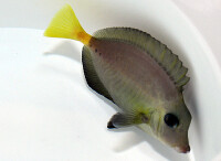 Prionurus chrysurus - Indonesian sawtail