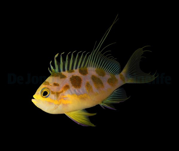 Odontanthias borbonius - Tiefwasser Fahnenbarsch