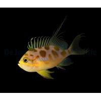 Odontanthias borbonius - Tiefwasser Fahnenbarsch