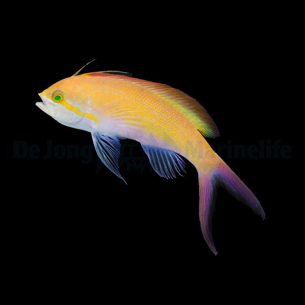 Nemanthias carberryi - Faden-Fahnenbarsch