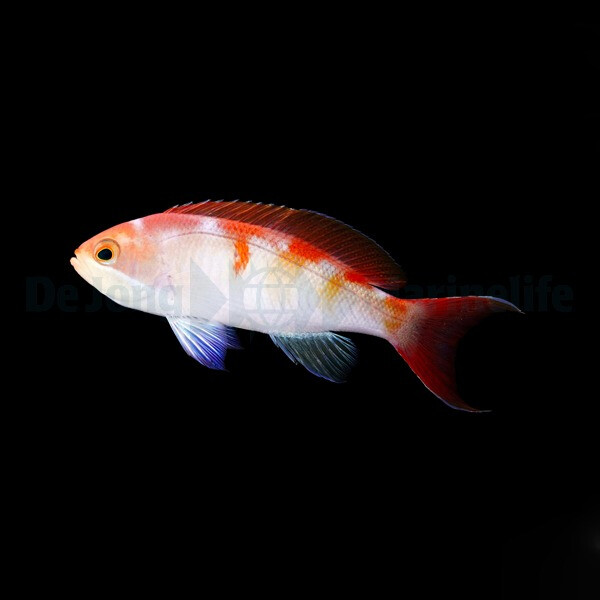 Pseudanthias cooperi - Flammen-Fahnenbar box