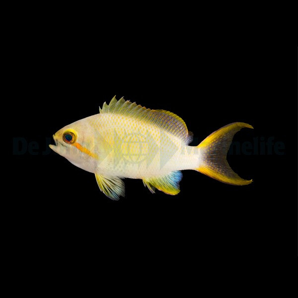 Pseudanthias huchtii (female) - Grü box