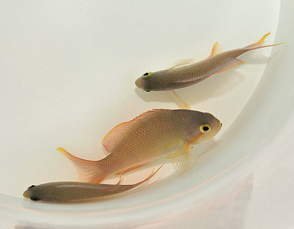 Pseudanthias huchtii (male) - Grüner Fahnenbarsch