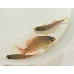 Pseudanthias huchtii (male) - Grüner Fahnenbarsch