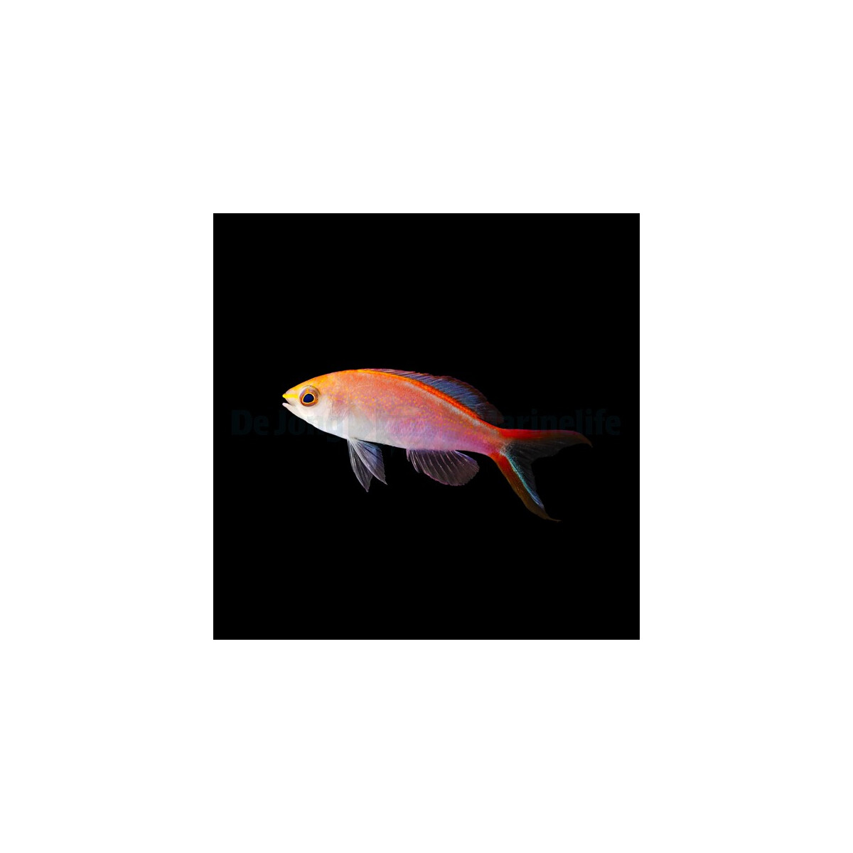 Pyronotanthias smithvanizi - Princess anthias