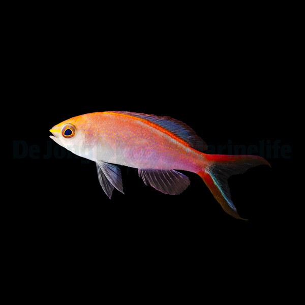 Pyronotanthias smithvanizi - Princess anthias