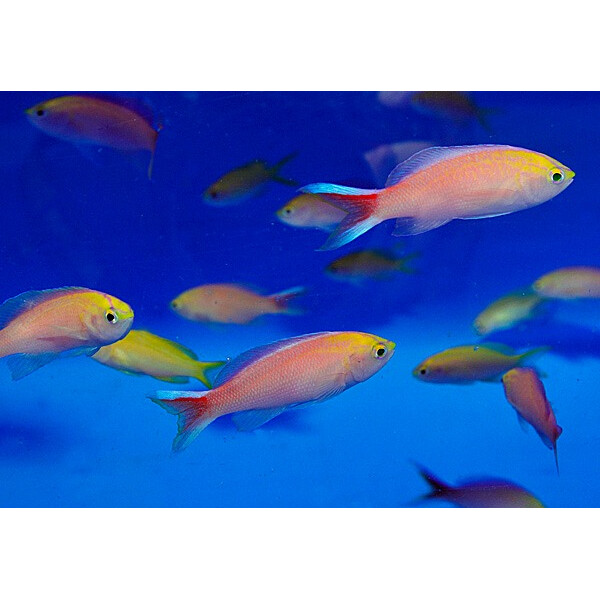 Pyronotanthias parvirostris (male) - Diadem Fahnenbarsch