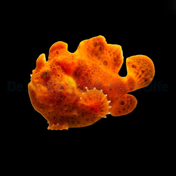 Antennarius spp. (Orange) - Anglerfisch  box