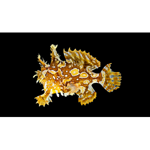 Histrio histrio - Sargassum-Anglerfisch