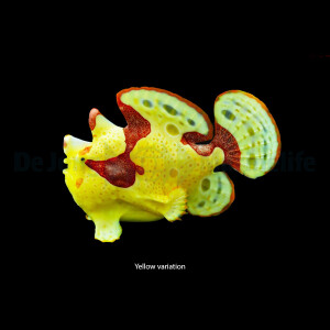 Antennarius maculatus (Original) - Warzen-Anglerfisch