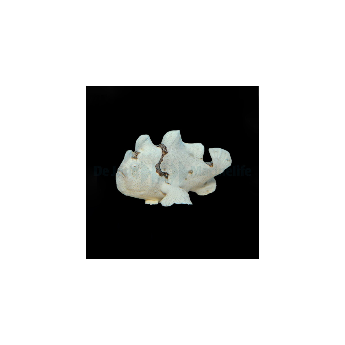 Antennarius spp. (White)