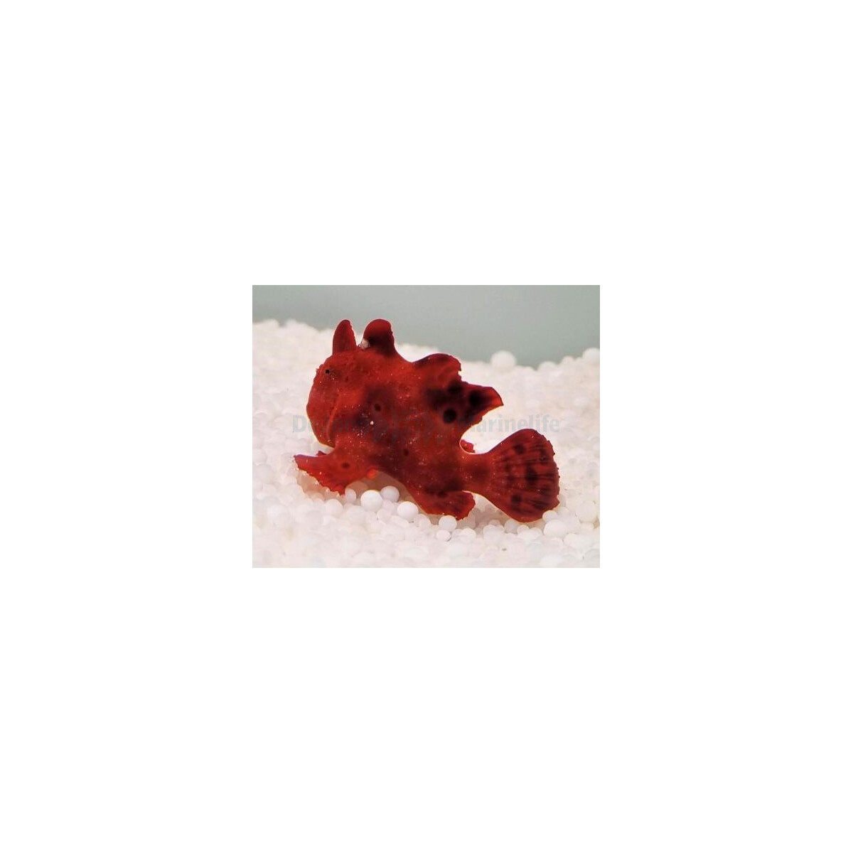 Antennarius spp. (Red)