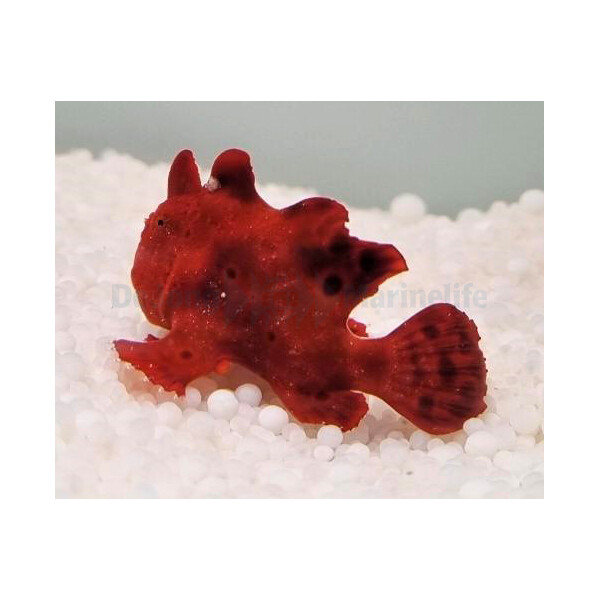 Antennarius spp. (Red)