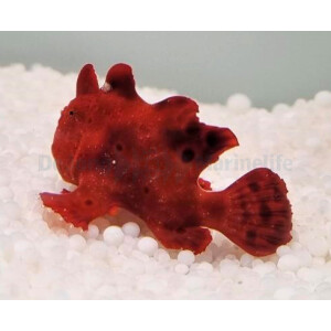 Antennarius spp. (Red)